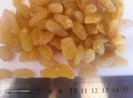 export seedless golden raisins from Uzbekistan